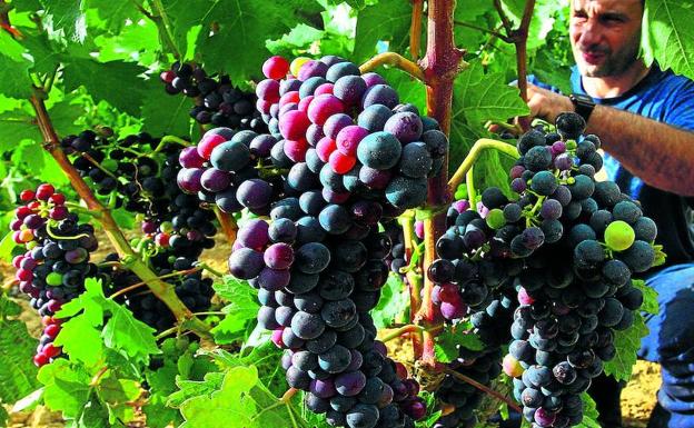 Estas próxima semanas serán claves para conocer la evolución de las uvas de cara a una vendimia que viene adelantada.