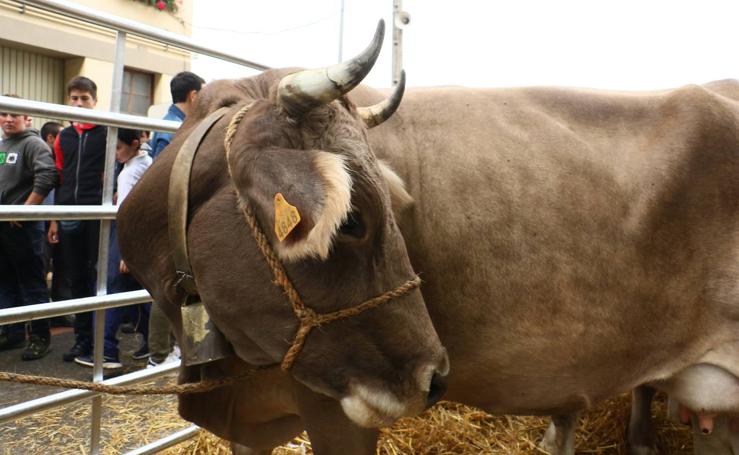 Feria de ganado de Salvatierra