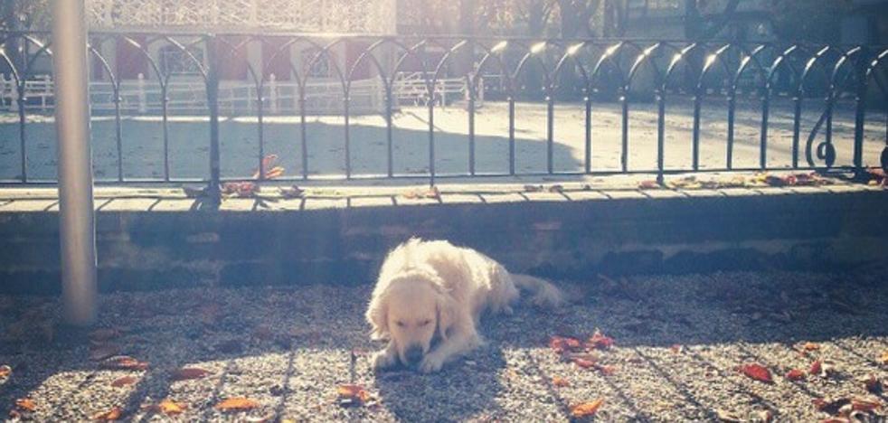 Vitoria multará con 120 euros a quienes lleven el perro suelto a partir de noviembre