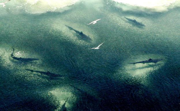 Varios tiburones en aguas australianas. /SARAH MARSHALL (Afp)