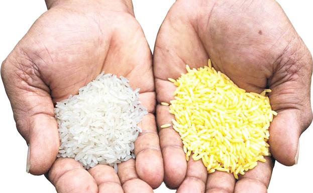 Los betacarotenos dan a este arroz su color dorado./E. C.