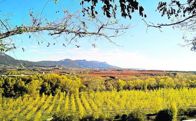 Los chopos ocultan el cauce del Ebro, en cuya otra ribera son visibles Labastida y la Sierra de Cantabria./