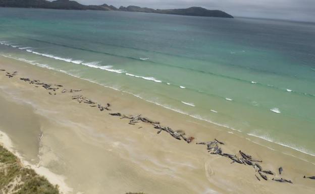 Más de 140 ballenas piloto se quedan varadas en Nueva Zelanda Más de 140 ballenas piloto se quedan varadas en Nueva Zelanda
