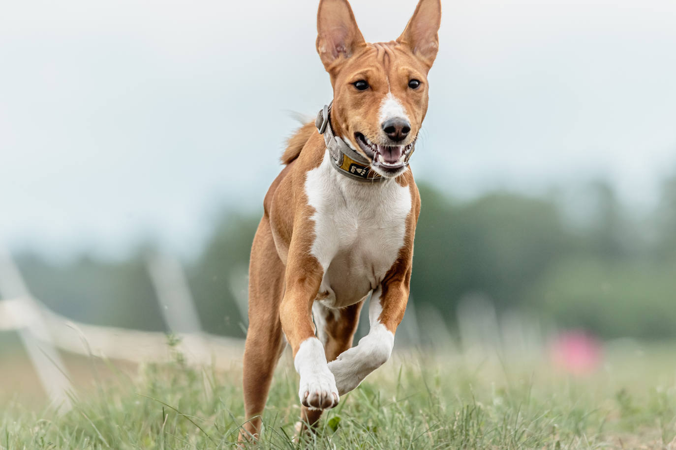 Fotos Razas De Perros M S Raras Del Mundo El Correo