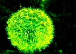 Aseguran que la suya será la primera planta bioluminiscente. Florian Langa/