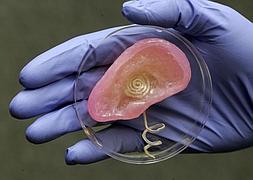 La oreja está formada por células cartilaginosas de ternero, y la antena por nanopartículas de plata. Frank Wojciechowski/