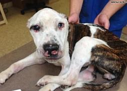 Imagen de ‘Doe’, un cachorro de pitbull atigrado que fue maltratado./