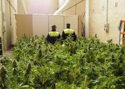 Vista de la plantación hallada hace menos de 15 días en Gamarra./