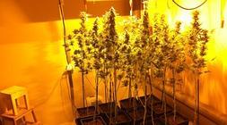 Imagen de la plantación de marihuana./