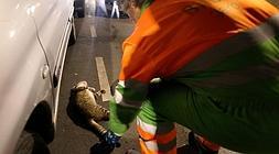 El gato fue retirado por las brigadas de limpieza./