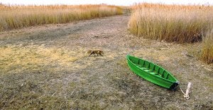 Un zorrillo pasa cauteloso junto a un bote que debería estar flotando en las 'robadas' aguas de las Tablas de Daimiel. / AFP/
