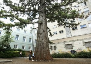 Tres jóvenes observan las descomunales dimensiones de este árbol en el patio de la calle Magdalena. ::
RAFA GUTIÉRREZ/
