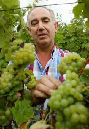 Una plantación de uva blanca para txakoli en Álava ::
JOSÉ MONTES/