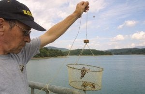 La federación tramita al año 8.500 permisos para pescar cangrejos como estos del embalse. ::
EL CORREO/