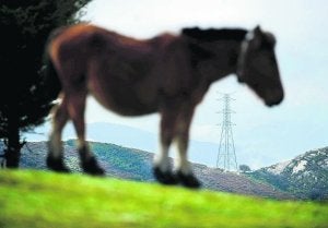 Un caballo pasta junto al tendido eléctrico de la línea Penagos-Güeñes. :: FERNANDO GÓMEZ/