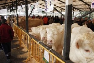 El ganado vacuno volverá a ser el protagonista de la feria de San Blas en Abadiño. ::
GABRIELA BARNUEVO/