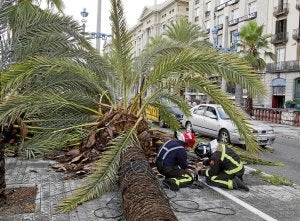 Las fuertes rachas derribaron árboles en Barcelona. :: EFE/