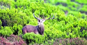 Un soberbio macho brama exhibiéndose ante las hembras en el parque natural del Gorbea durante la actual berrea. :: MIKEL ARRAZOLA/