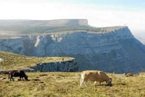 Ganado pastando en el paraje orduñés de Sierra Salvada. ::
M. ATRIO/
