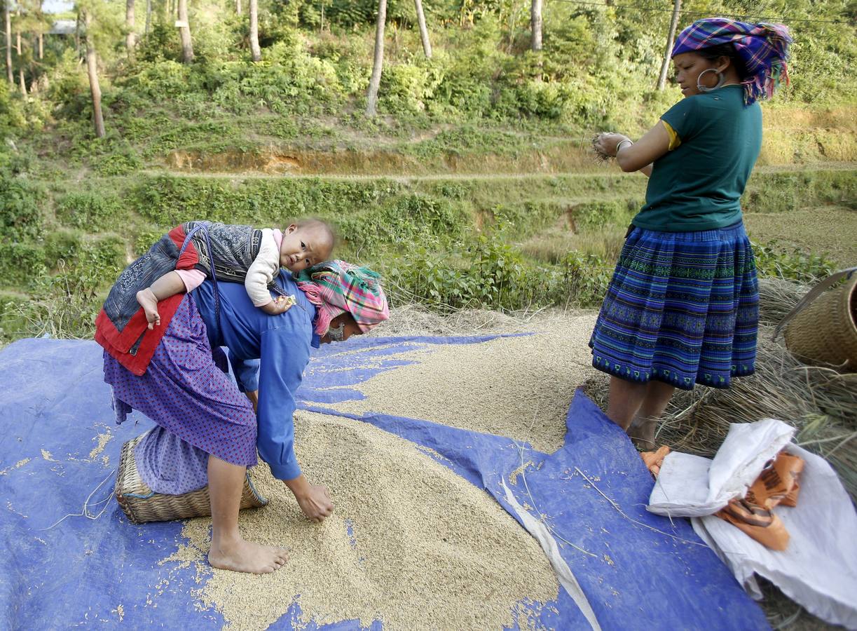 La cosecha del arroz en Vietnam