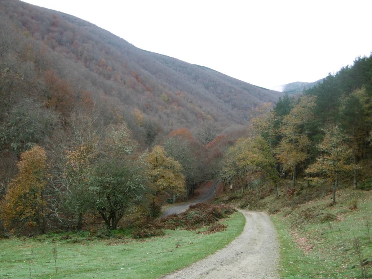 El Rajao, el hayedo oculto del valle del Najerilla