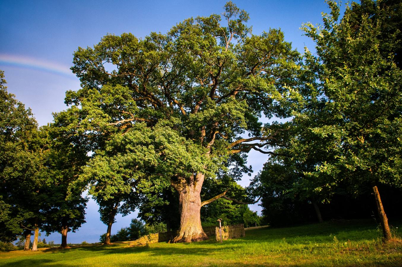 La Eurovisión de los bosques