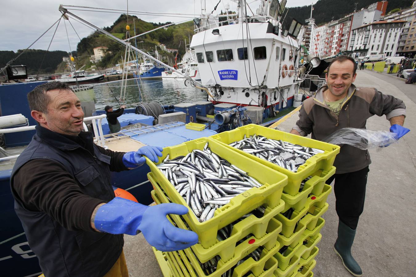 La campaña de la anchoa desborda al puerto de Ondarroa