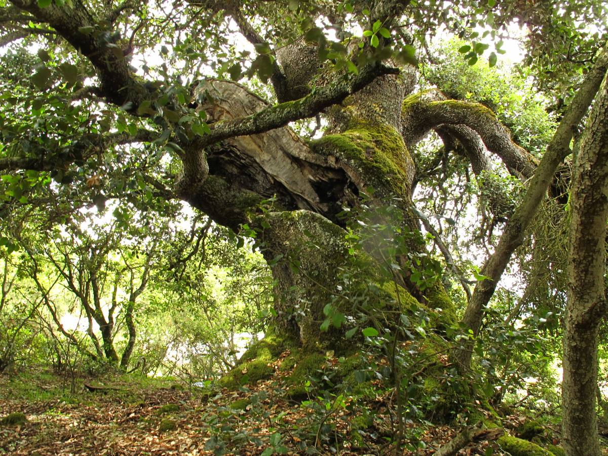 Árboles singulares de Álava y otros que deben serlo