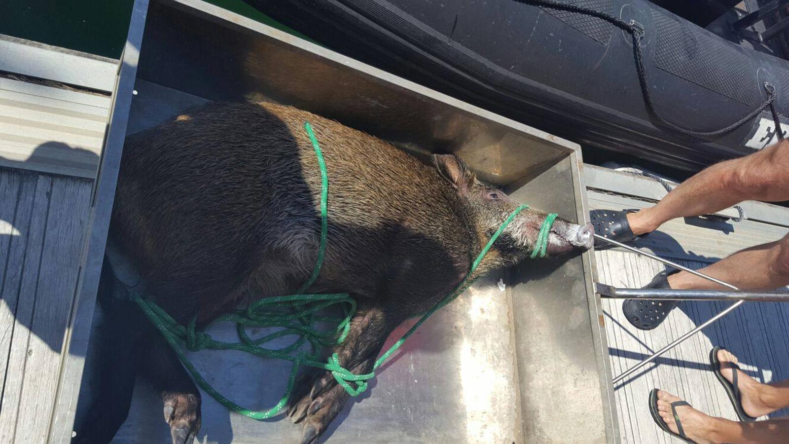 La Ertzaintza rescata a un jabalí de morir ahogado en Gipuzkoa