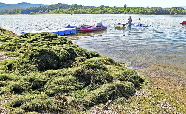 La invasión de algas obliga a cambiar la prueba de natación