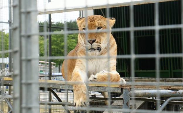 Irabazi y Podemos pedirán que el Ayuntamiento no contrate circos que utilicen animales en otras ciudades