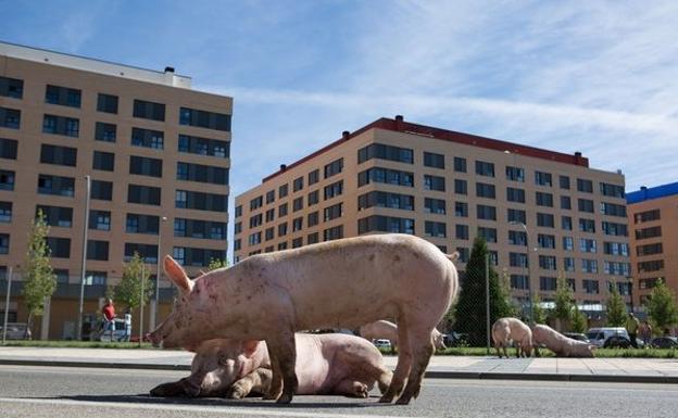 Varios cerdos pasean por la carretera de Soria tras volcar el camión que los transportaba