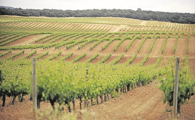 Ribera de Duero: tierra de vinos y lechazo