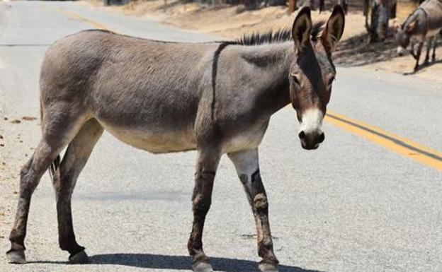 Una quincena de jóvenes marroquíes contraen la rabia tras practicar sexo con una burra