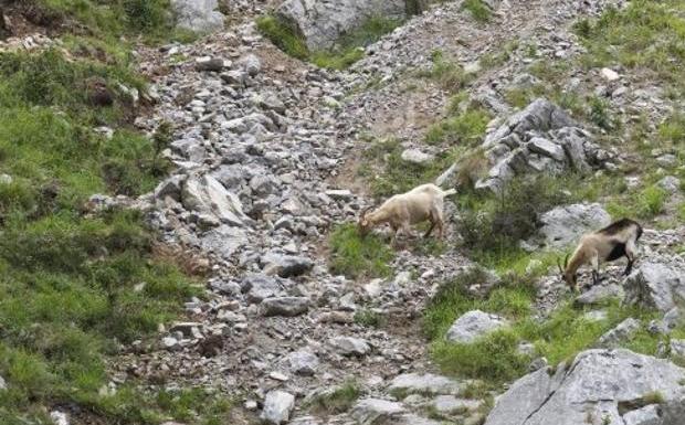 Rescatan a una bilbaína con rotura de tobillo en un barranco de Cantabria