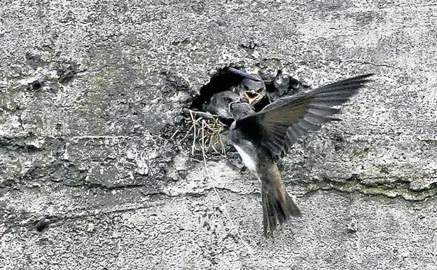Nidos artificiales para el avión zapador