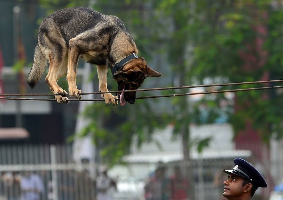 Demostración canina en Sri Lanka