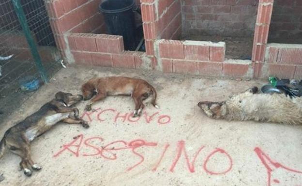 Mueren envenenados los perros del joven que mató al último Toro de la Vega