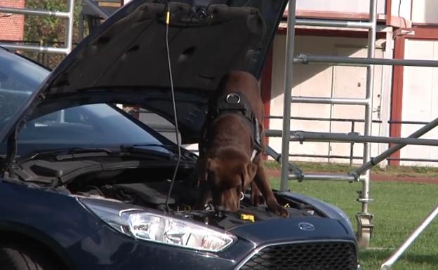 Así trabaja una unidad canina de élite de la Ertzaintza