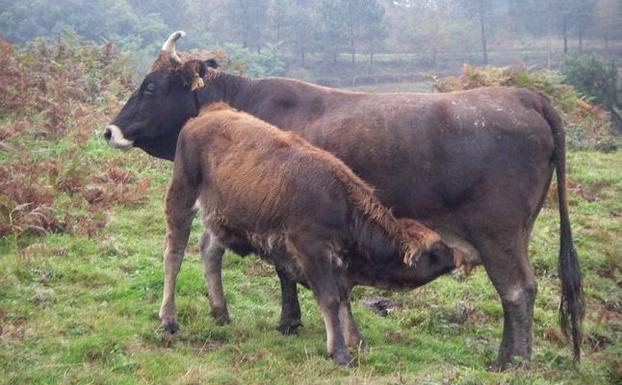 Orozko blinda sus pastos ante enfermedades que afectan a la productividad del ganado