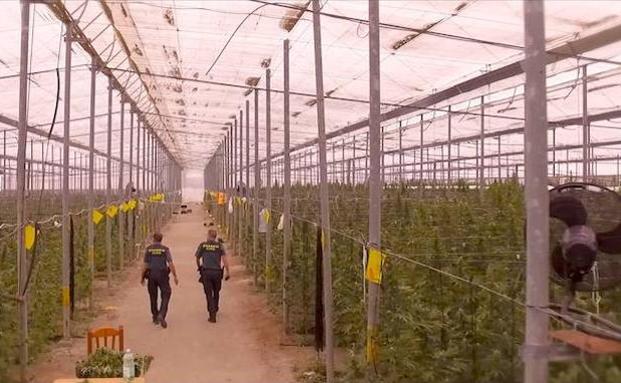 Desmantelan una factoría de marihuana con 41.000 plantas en Almería