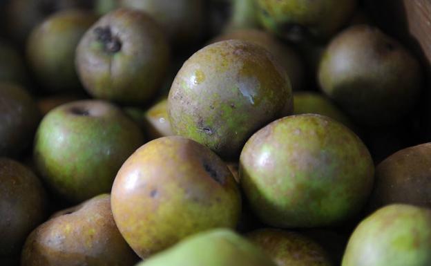 De temporada: Manzanas