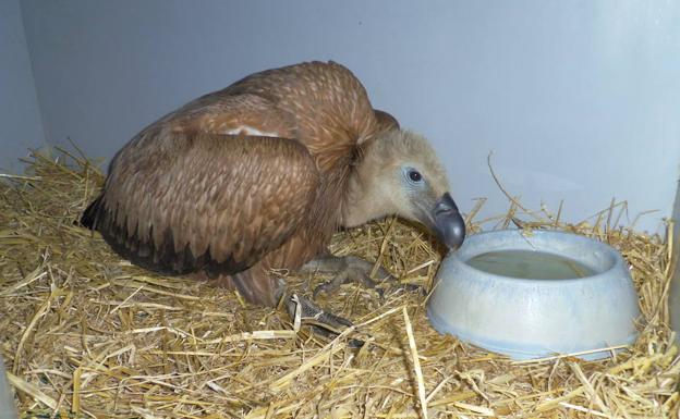 Trasladan a Mártioda para su recuperación al buitre asentado en San Martín