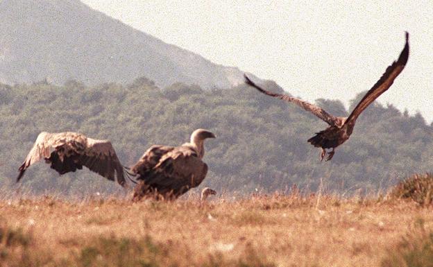 Marchas a pie y observación de buitres para difundir la riqueza natural de Valderejo