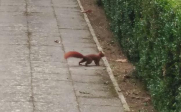 Una ardilla roja se pasea por el cementerio de Santa Isabel