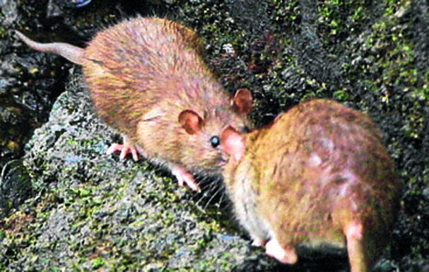 Getxo planta cara a las ratas con una campaña «intensiva»