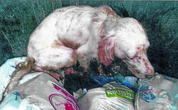 Golpean a un perro en Zalla y lo tiran a un contenedor al darlo por muerto