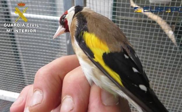 Cae una red internacional de tráfico de aves dirigida desde Álava