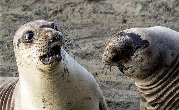 La fauna en 8 'gags'