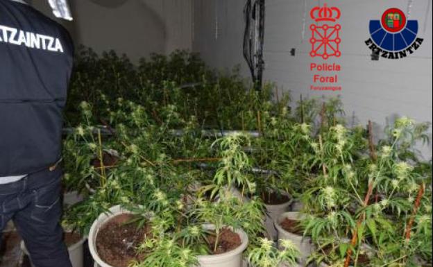 Desmantelan una red organizada de cultivo de marihuana en Álava y Navarra para su venta en Reino Unido